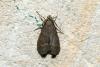 Eccopisa effractella